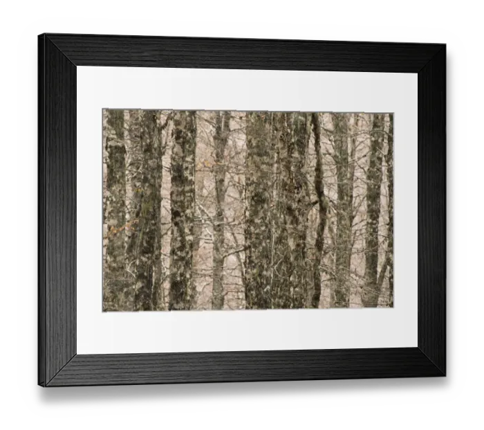 Framed Print : European beech (Fagus sylvatica) trunks in forest, Pollino National Park, Basilicata Framed Print : European beech (Fagus sylvatica) trunks in forest, Pollino National Park, Basilicata