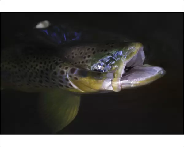 Brown trout (Salmo trutta) with mouth open swallowing Mayfly (Ephemera Danica) Dala river