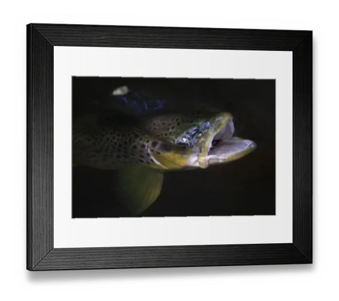 Framed Print : Brown trout (Salmo trutta) with mouth open swallowing Mayfly (Ephemera Danica) Dala river Framed Print : Brown trout (Salmo trutta) with mouth open swallowing Mayfly (Ephemera Danica) Dala river