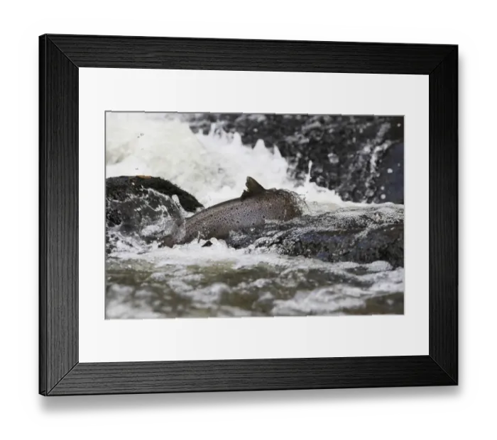 Framed Print : Brown trout (Salmo trutta) migrating upstream over rocks, Bornholm, Denmark, November Framed Print : Brown trout (Salmo trutta) migrating upstream over rocks, Bornholm, Denmark, November