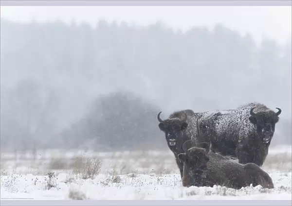 European bison (Bison bonasus) in field in snow, Bialowieza NP, Poland, February 2009