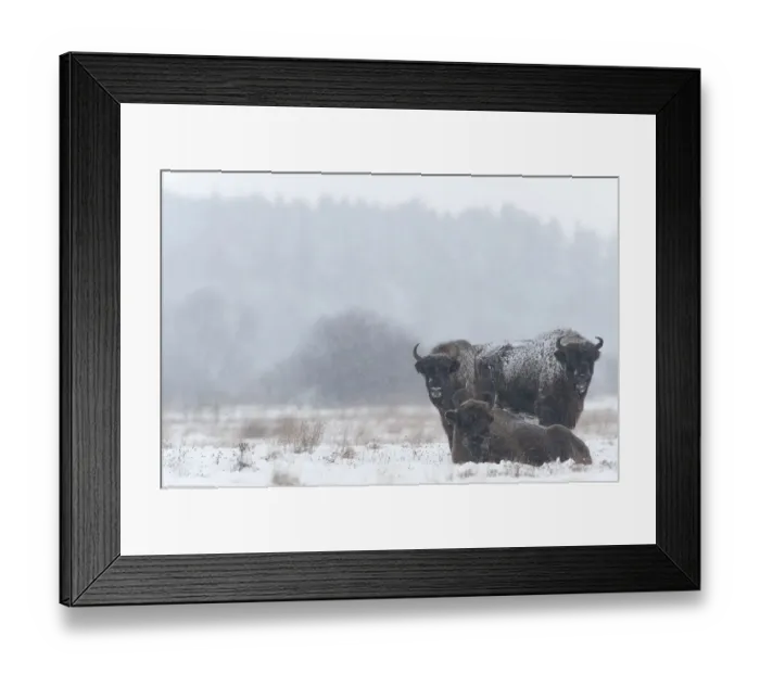 Framed Print : European bison (Bison bonasus) in field in snow, Bialowieza NP, Poland, February 2009 Framed Print : European bison (Bison bonasus) in field in snow, Bialowieza NP, Poland, February 2009