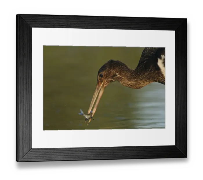 Framed Print : Juvenile Black stork (Ciconia nigra) with fish in beak, Elbe Biosphere Reserve, Lower Saxony Framed Print : Juvenile Black stork (Ciconia nigra) with fish in beak, Elbe Biosphere Reserve, Lower Saxony
