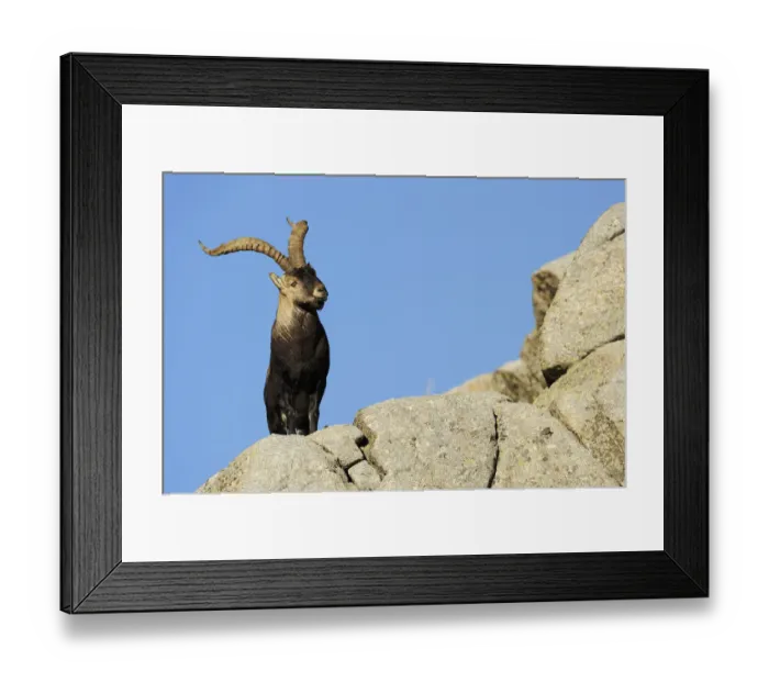 Framed Print : Male Spanish ibex (Capra pyrenaica) on rocks, Sierra de Gredos, Spain, November 2008 Framed Print : Male Spanish ibex (Capra pyrenaica) on rocks, Sierra de Gredos, Spain, November 2008