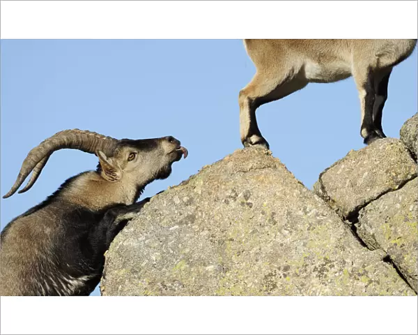 Male Spanish ibex (Capra pyrenaica) scenting air behind female with tongue, Sierra de Gredos