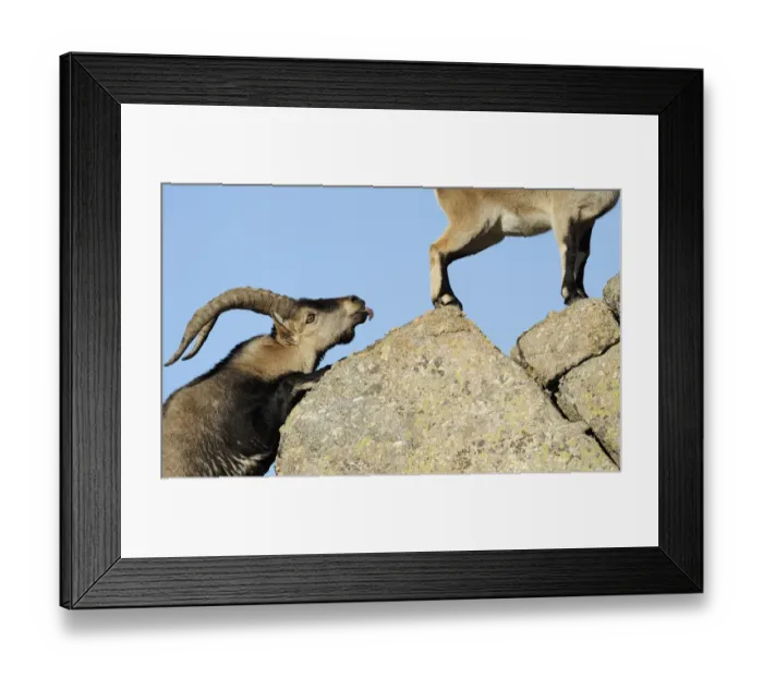 Framed Print : Male Spanish ibex (Capra pyrenaica) scenting air behind female with tongue, Sierra de Gredos Framed Print : Male Spanish ibex (Capra pyrenaica) scenting air behind female with tongue, Sierra de Gredos