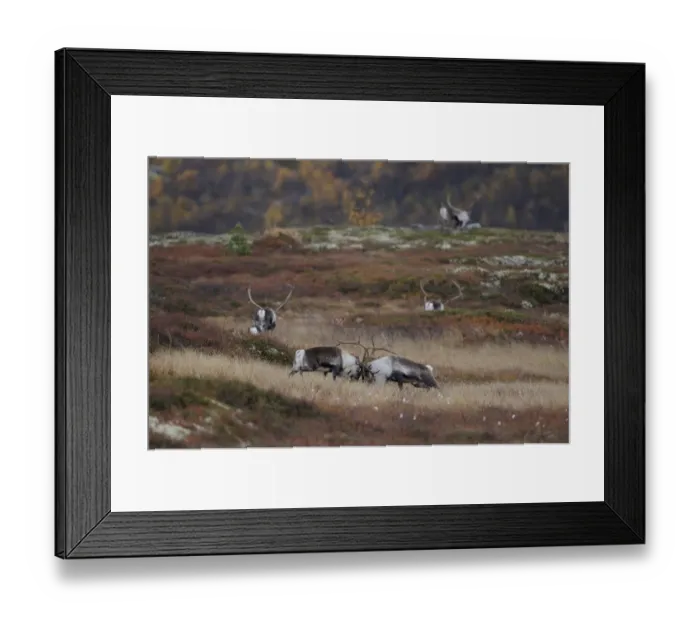 Framed Print : Reindeer (Rangifer tarandus) grazing, Forollhogna National Park, Norway, September 2008 Framed Print : Reindeer (Rangifer tarandus) grazing, Forollhogna National Park, Norway, September 2008