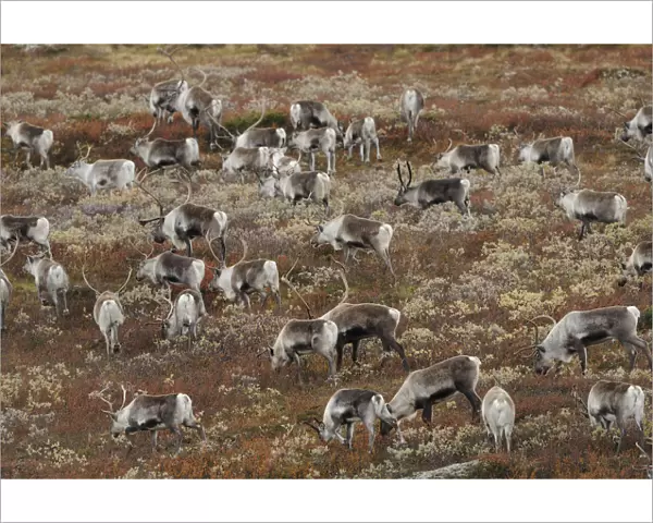 Reindeer (Rangifer tarandus) herd grazing, Forollhogna National Park, Norway, September