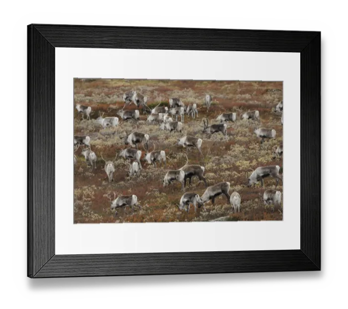 Framed Print : Reindeer (Rangifer tarandus) herd grazing, Forollhogna National Park, Norway, September Framed Print : Reindeer (Rangifer tarandus) herd grazing, Forollhogna National Park, Norway, September