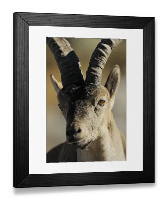 Framed Print : Male Spanish ibex (Capra pyrenaica) portrait, Sierra de Gredos, Spain, November 2008 Framed Print : Male Spanish ibex (Capra pyrenaica) portrait, Sierra de Gredos, Spain, November 2008