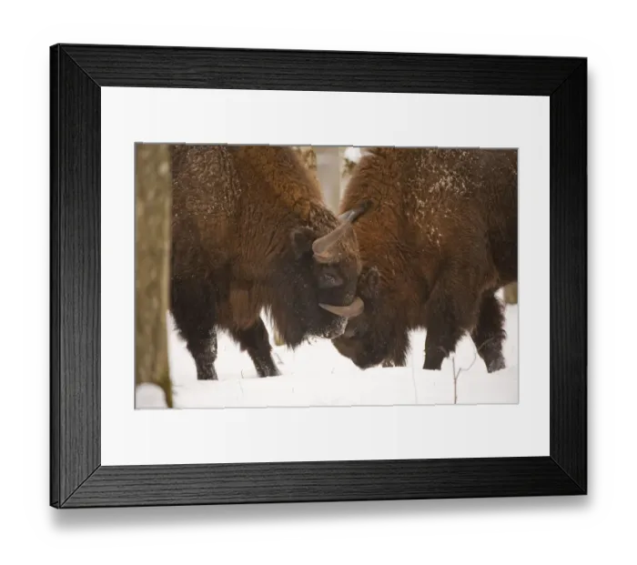 Framed Print : Two European bison (Bison bonasus) fighting, Bialowieza NP, Poland, February 2009 Framed Print : Two European bison (Bison bonasus) fighting, Bialowieza NP, Poland, February 2009