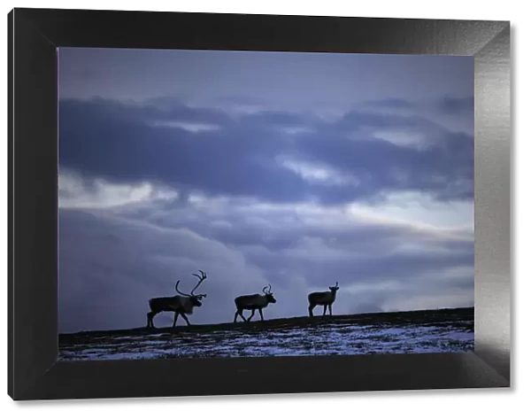 Three Reindeer (Rangifer tarandus) silhouetted against dark cloudy sky, Forollhogna National Park