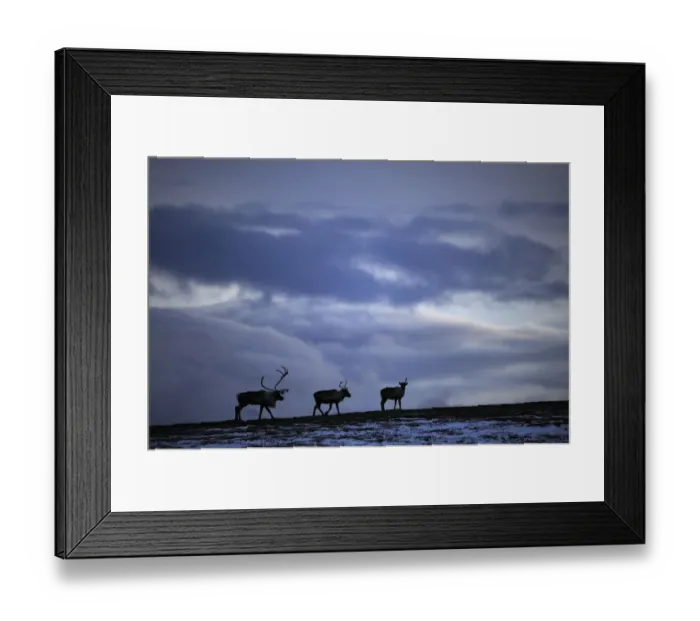 Framed Print : Three Reindeer (Rangifer tarandus) silhouetted against dark cloudy sky, Forollhogna National Park Framed Print : Three Reindeer (Rangifer tarandus) silhouetted against dark cloudy sky, Forollhogna National Park