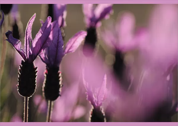 Close up of French  /  Spanish lavender (Lavandula stoechas) Monfrague National Park