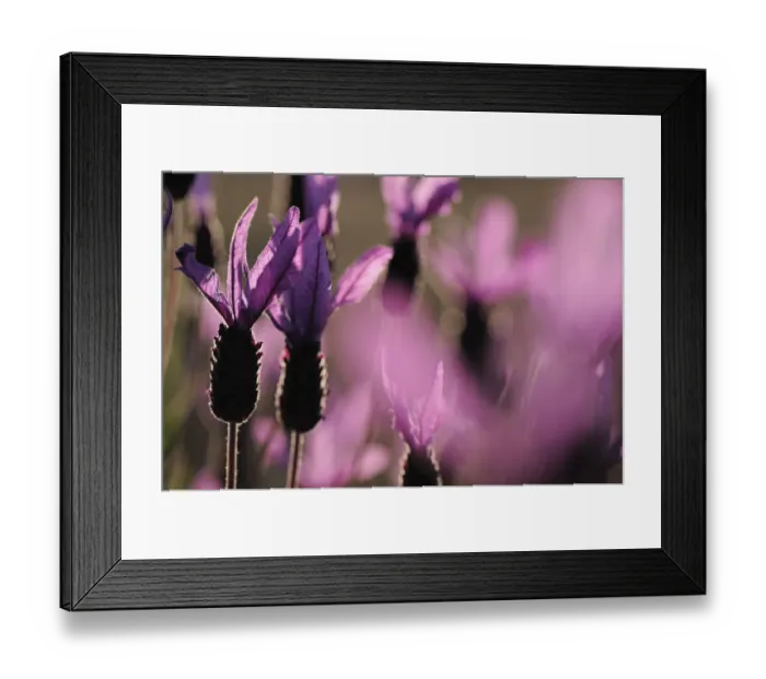 Framed Print : Close up of French / Spanish lavender (Lavandula stoechas) Monfrague National Park Framed Print : Close up of French / Spanish lavender (Lavandula stoechas) Monfrague National Park