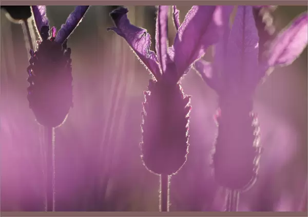 Close up of French  /  Spanish lavender (Lavandula stoechas) Monfrague National Park
