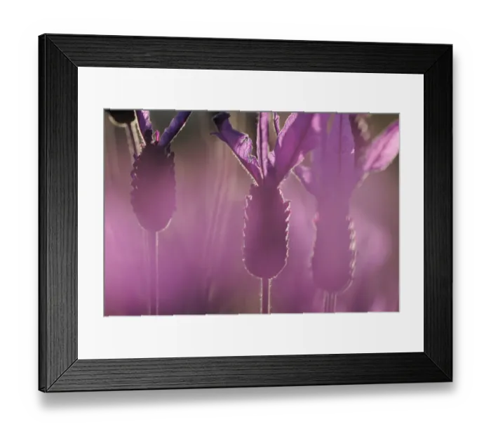 Framed Print : Close up of French / Spanish lavender (Lavandula stoechas) Monfrague National Park Framed Print : Close up of French / Spanish lavender (Lavandula stoechas) Monfrague National Park