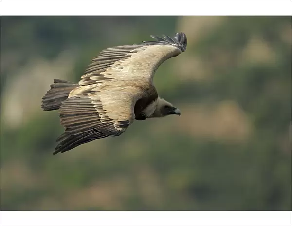 Griffon vulture (Gyps fulvus) in flight, Monfrague National Park, Extremadura, Spain