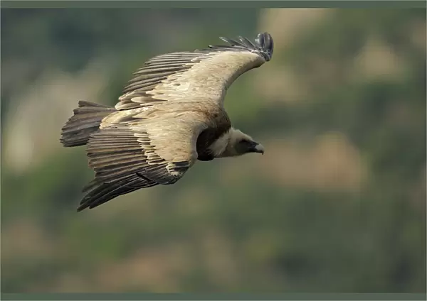 Griffon vulture (Gyps fulvus) in flight, Monfrague National Park, Extremadura, Spain