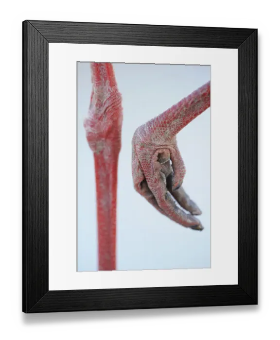 Framed Print : Close-up of White stork (Ciconia ciconia) foot, La Serena, Extremadura, Spain, March 2009 Framed Print : Close-up of White stork (Ciconia ciconia) foot, La Serena, Extremadura, Spain, March 2009