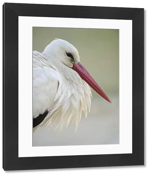 White stork (Ciconia ciconia) portrait, La Serena, Extremadura, Spain, March 2009