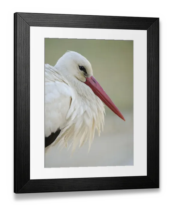 Framed Print : White stork (Ciconia ciconia) portrait, La Serena, Extremadura, Spain, March 2009 Framed Print : White stork (Ciconia ciconia) portrait, La Serena, Extremadura, Spain, March 2009