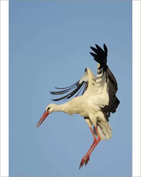 White stork (Ciconia ciconia) landing, La Serena, Extremadura, Spain, March 2009