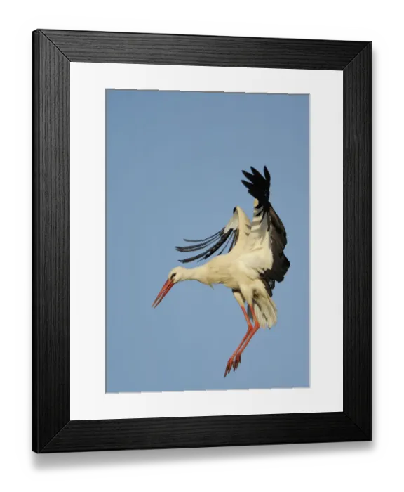 Framed Print : White stork (Ciconia ciconia) landing, La Serena, Extremadura, Spain, March 2009 Framed Print : White stork (Ciconia ciconia) landing, La Serena, Extremadura, Spain, March 2009