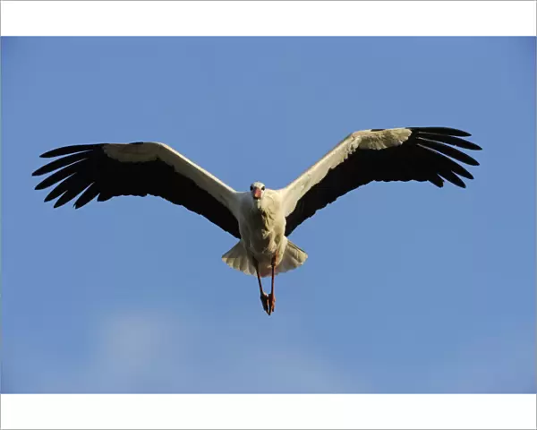 RF- White stork (Ciconia ciconia) in flight, La Serena, Extremadura, Spain. March