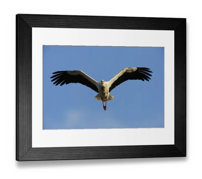 Framed Print : RF- White stork (Ciconia ciconia) in flight, La Serena, Extremadura, Spain. March Framed Print : RF- White stork (Ciconia ciconia) in flight, La Serena, Extremadura, Spain. March