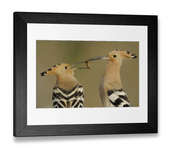 Framed Print : Hoopoe (Upupa epops) male feeding female in courtship display, La Serena, Extremadura Framed Print : Hoopoe (Upupa epops) male feeding female in courtship display, La Serena, Extremadura