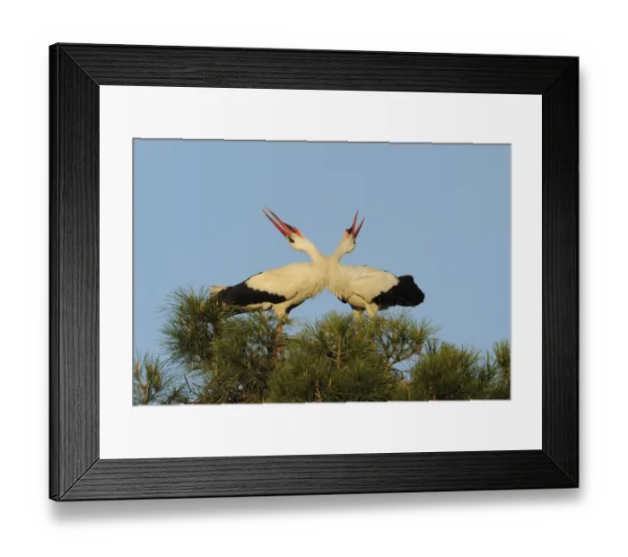 Framed Print : White stork (Ciconia ciconia) pair displaying, La Serena, Extremadura, Spain, March 2009 Framed Print : White stork (Ciconia ciconia) pair displaying, La Serena, Extremadura, Spain, March 2009