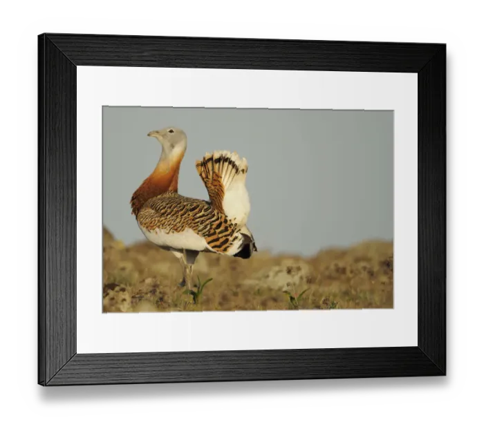 Framed Print : Male Great bustard (Otis tarda) displaying, La Serena, Extremadura, Spain, April 2009
