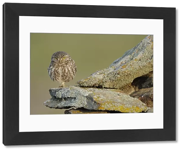 Little owl (Athene noctua) on rock, La Serena, Extremadura, Spain, April 2009