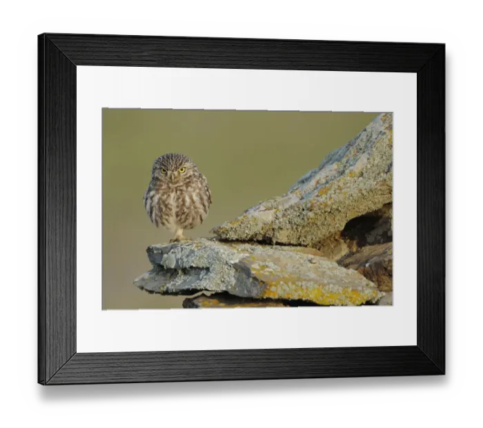 Framed Print : Little owl (Athene noctua) on rock, La Serena, Extremadura, Spain, April 2009 Framed Print : Little owl (Athene noctua) on rock, La Serena, Extremadura, Spain, April 2009