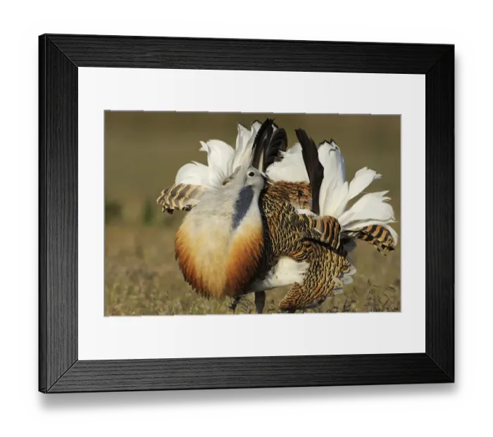 Framed Print : RF- Male Great bustard (Otis tarda) displaying, La Serena, Extremadura, Spain. April Framed Print : RF- Male Great bustard (Otis tarda) displaying, La Serena, Extremadura, Spain. April