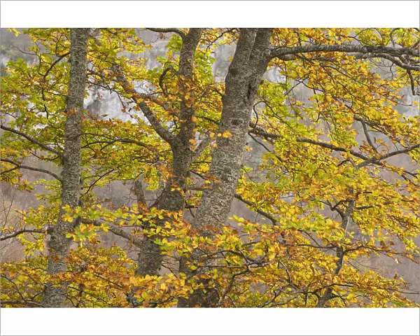 European beech (Fagus sylvatica) trees in autumn, Pollino National Park, Basilicata