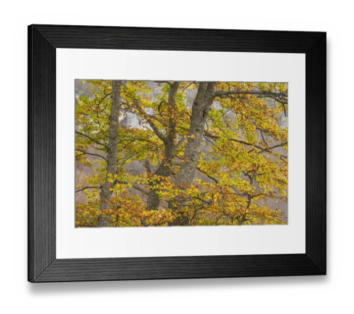 Framed Print : European beech (Fagus sylvatica) trees in autumn, Pollino National Park, Basilicata Framed Print : European beech (Fagus sylvatica) trees in autumn, Pollino National Park, Basilicata