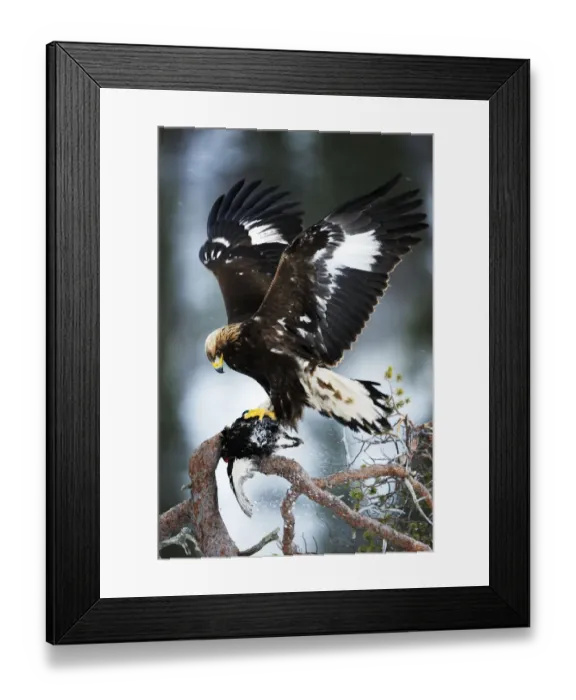 Framed Print : Golden eagle (Aquila chrysaetos) in tree with dead bird, wings out stretched, Flatanger Framed Print : Golden eagle (Aquila chrysaetos) in tree with dead bird, wings out stretched, Flatanger