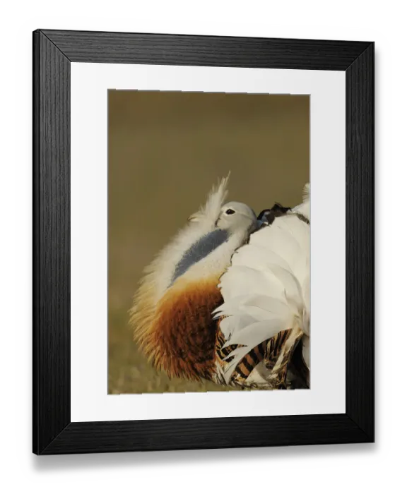 Framed Print : Male Great bustard (Otis tarda) displaying, La Serena, Extremadura, Spain, April 2009 Framed Print : Male Great bustard (Otis tarda) displaying, La Serena, Extremadura, Spain, April 2009