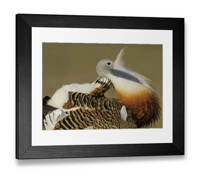 Framed Print : Male Great bustard (Otis tarda) displaying, La Serena, Extremadura, Spain, April 2009