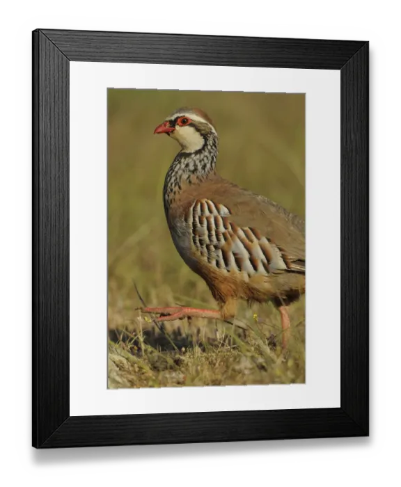 Framed Print : Red legged partridge (Alectoris rufa) walking, La Serena, Extremadura, Spain, April 2009 Framed Print : Red legged partridge (Alectoris rufa) walking, La Serena, Extremadura, Spain, April 2009