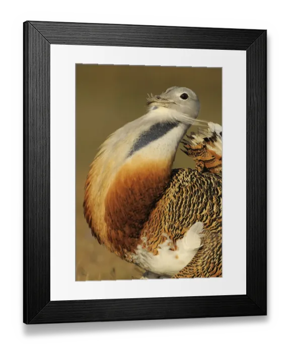 Framed Print : Male Great bustard (Otis tarda) displaying, La Serena, Extremadura, Spain, April 2009 Framed Print : Male Great bustard (Otis tarda) displaying, La Serena, Extremadura, Spain, April 2009