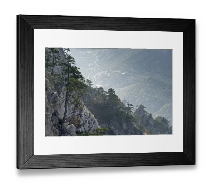 Framed Print : Bosnian pine (Pinus leucodermis) trees growing on rocks with river in the valley below Framed Print : Bosnian pine (Pinus leucodermis) trees growing on rocks with river in the valley below