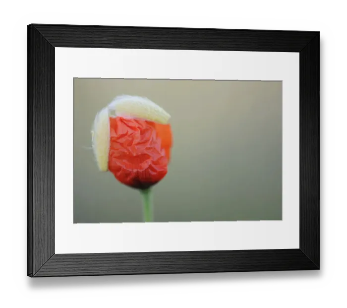 Framed Print : Poppy flower opening, La Serena, Extremadura, Spain, April 2009 Framed Print : Poppy flower opening, La Serena, Extremadura, Spain, April 2009