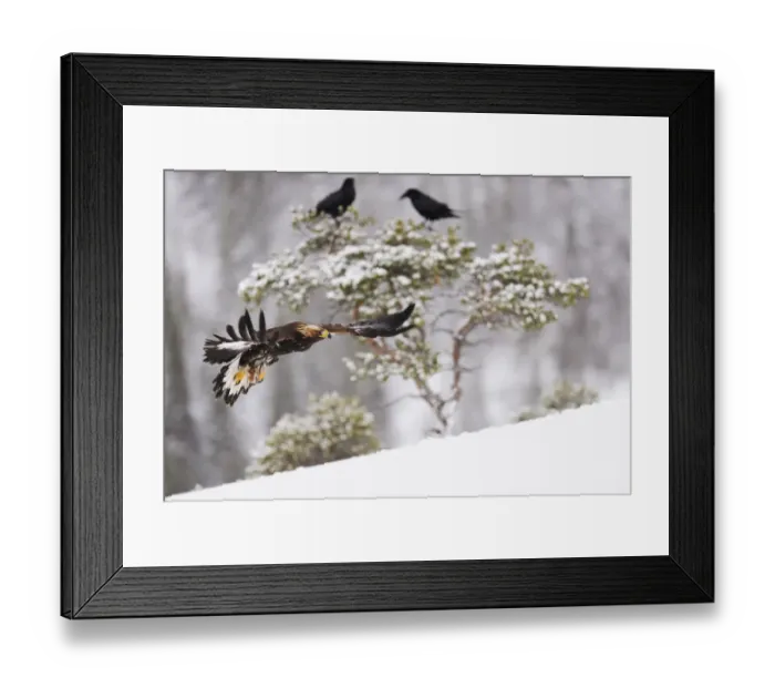 Framed Print : Golden eagle (Aquila chrysaetos) in flight with two Common ravens (Corvus corax) in tree behind Framed Print : Golden eagle (Aquila chrysaetos) in flight with two Common ravens (Corvus corax) in tree behind