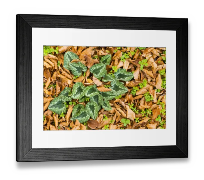 Framed Print : Cyclamen leaves amongst fallen leaves, Pollino National Park, Basilicata, Italy Framed Print : Cyclamen leaves amongst fallen leaves, Pollino National Park, Basilicata, Italy