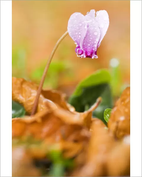 Cyclamen in flower covered in water droplets, Pollino National Park, Basilicata, Italy