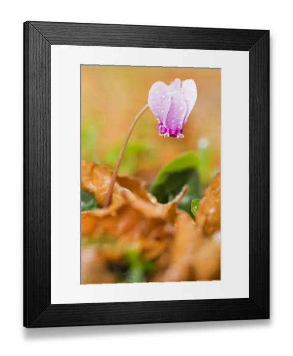 Framed Print : Cyclamen in flower covered in water droplets, Pollino National Park, Basilicata, Italy Framed Print : Cyclamen in flower covered in water droplets, Pollino National Park, Basilicata, Italy