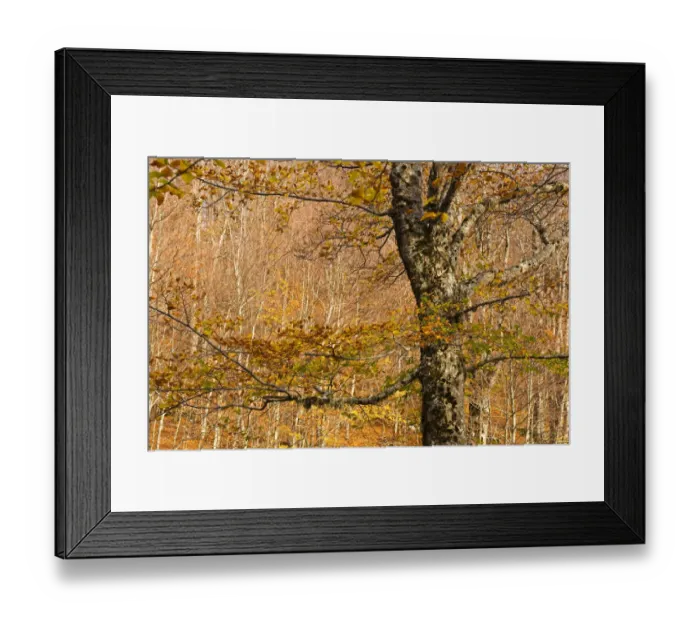 Framed Print : Beech forest Pollino National Park, Basilicata, Italy, November 2008 Framed Print : Beech forest Pollino National Park, Basilicata, Italy, November 2008